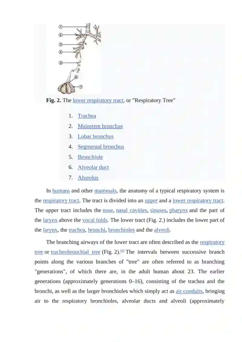 Respiratory system 3