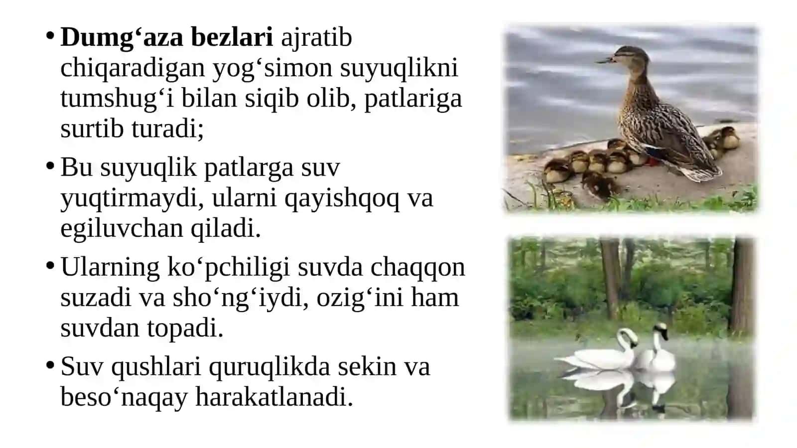 Suv havzasi va sohil qushlari 3