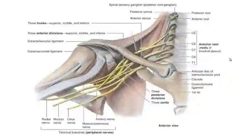 PLEXUS BRACHIALIS 3