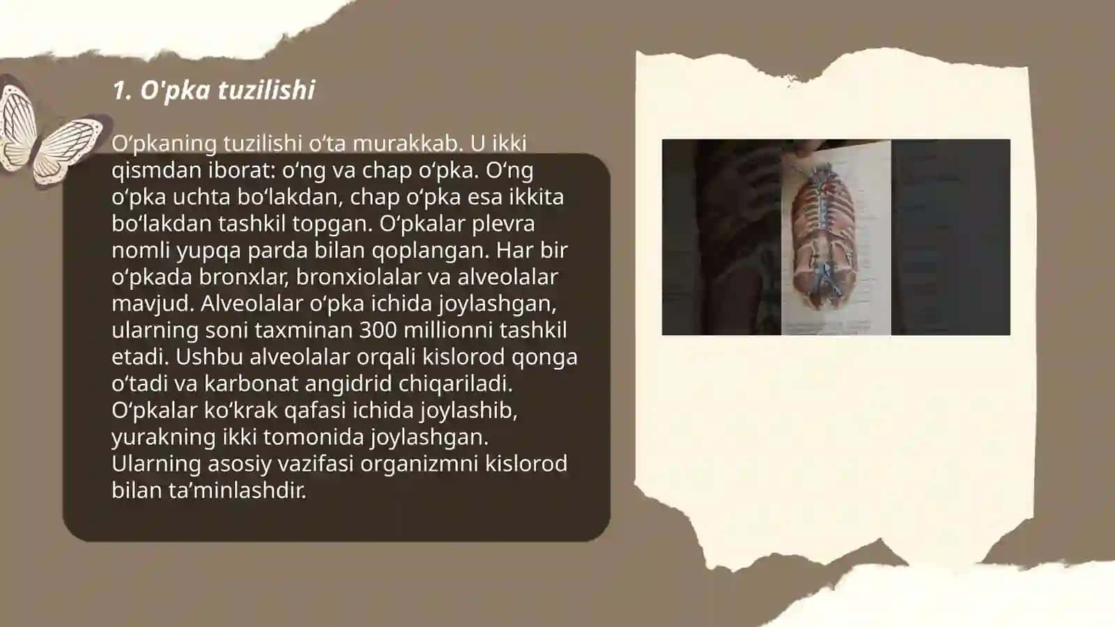 Anatomiya O'pka sistemasi 3