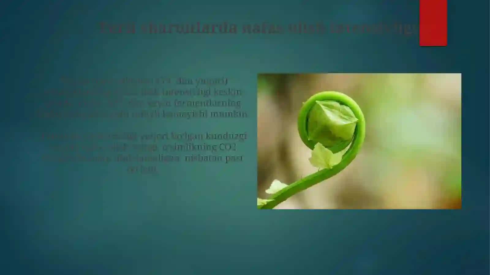 O'simlik nafas olishi 3