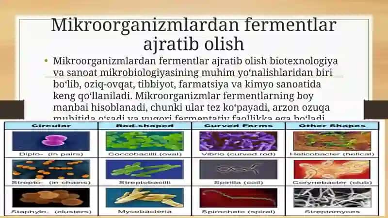 Mikroorganizimlardan Ferment ajratish 3
