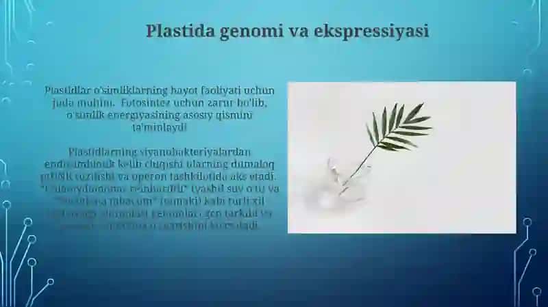 Plastidalarning oʻsimlik organizmidagi ahamiyti 3