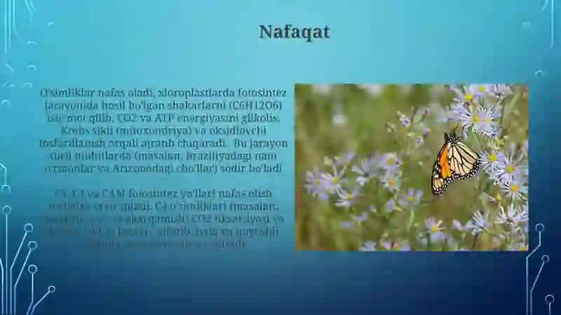 Moyli ekinlarning biologiyasi 3