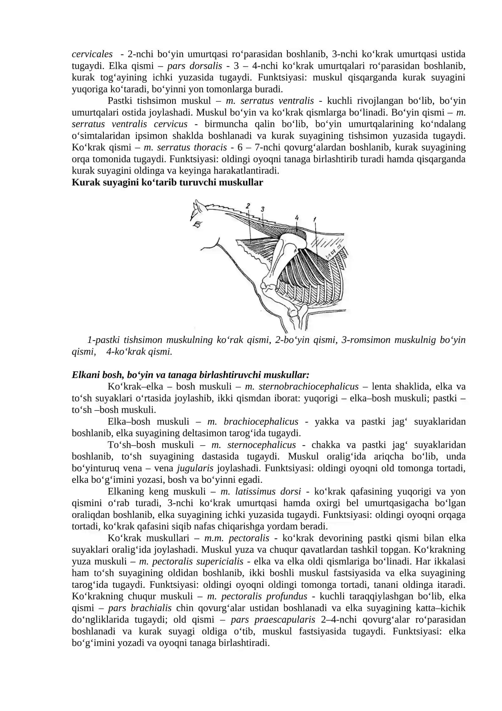 Gavda muskullarining tuzilishi 3