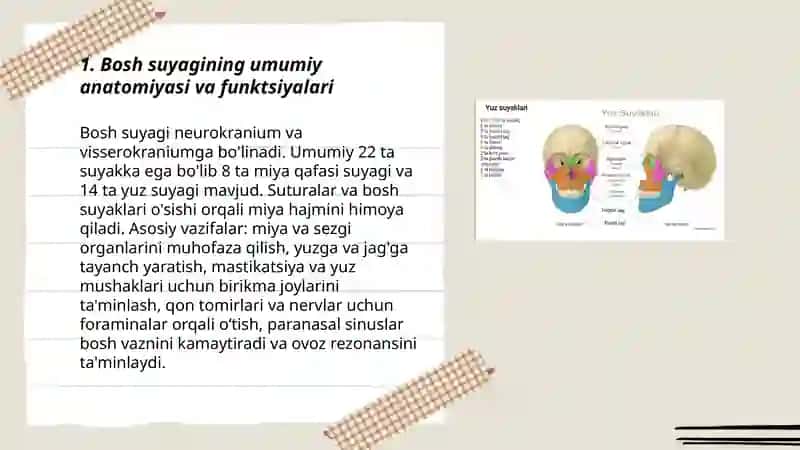 Bosh suyagi: miya va yuz qismlari 3