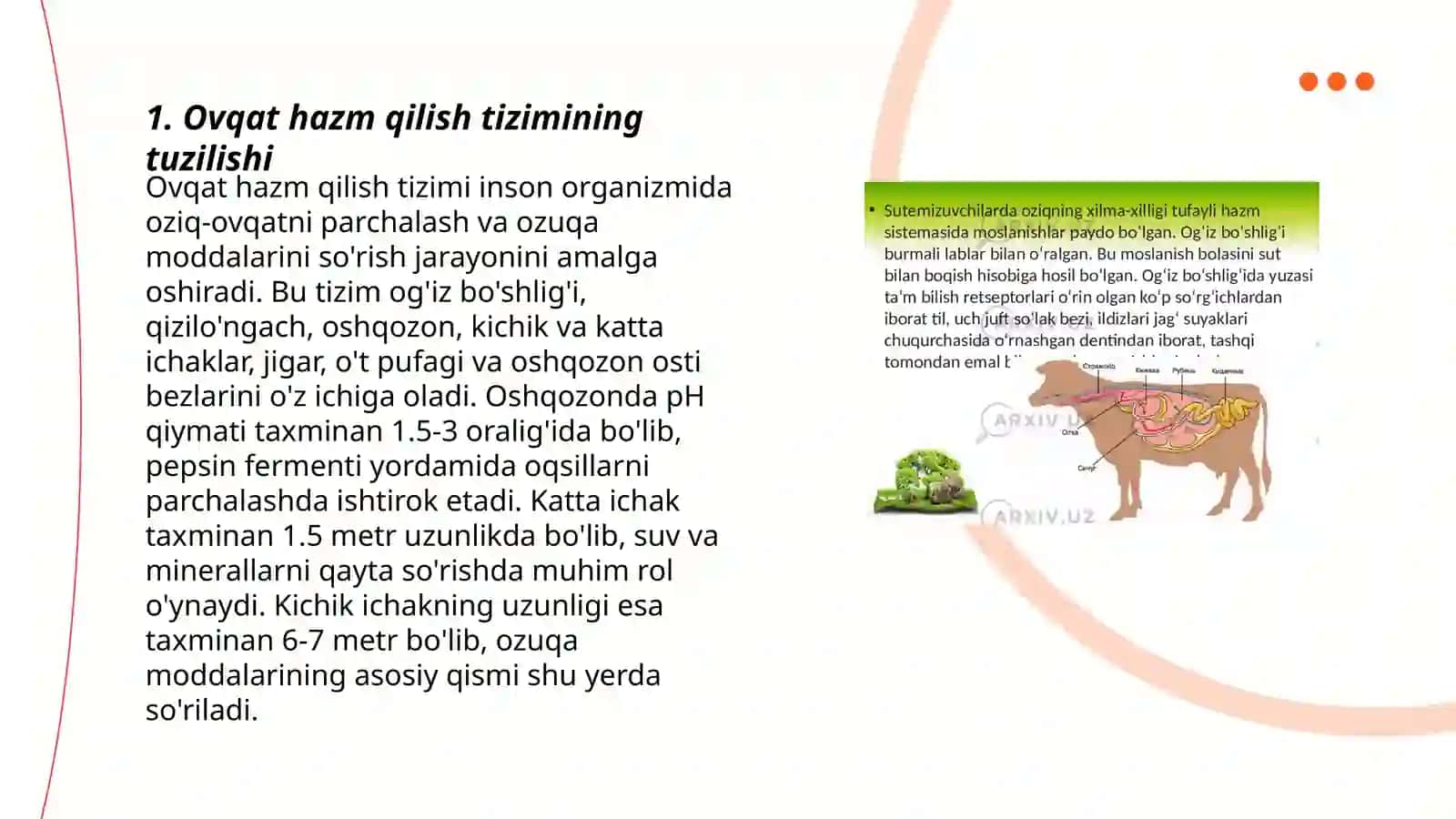 Ovqat hazm qilish a'zolari, fizialogiyasi va patologiyasi. To'xtaboyeva Gulchehrahon 3