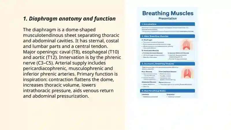 The brething muscles 3