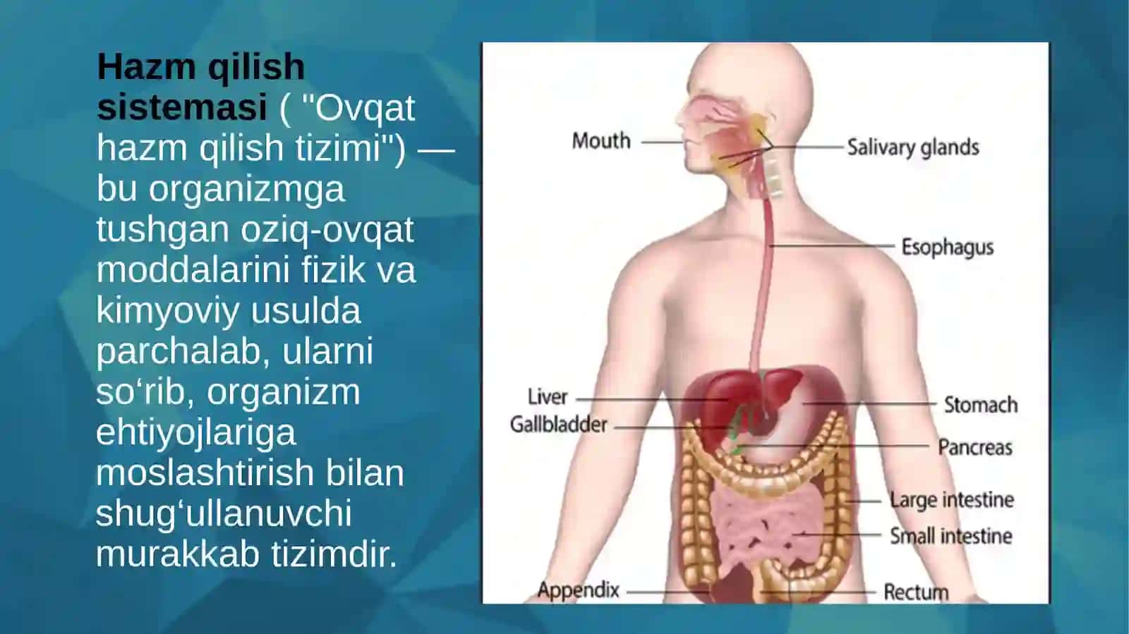 Bolalar va kattalarda hazm qilish sistemasi 3
