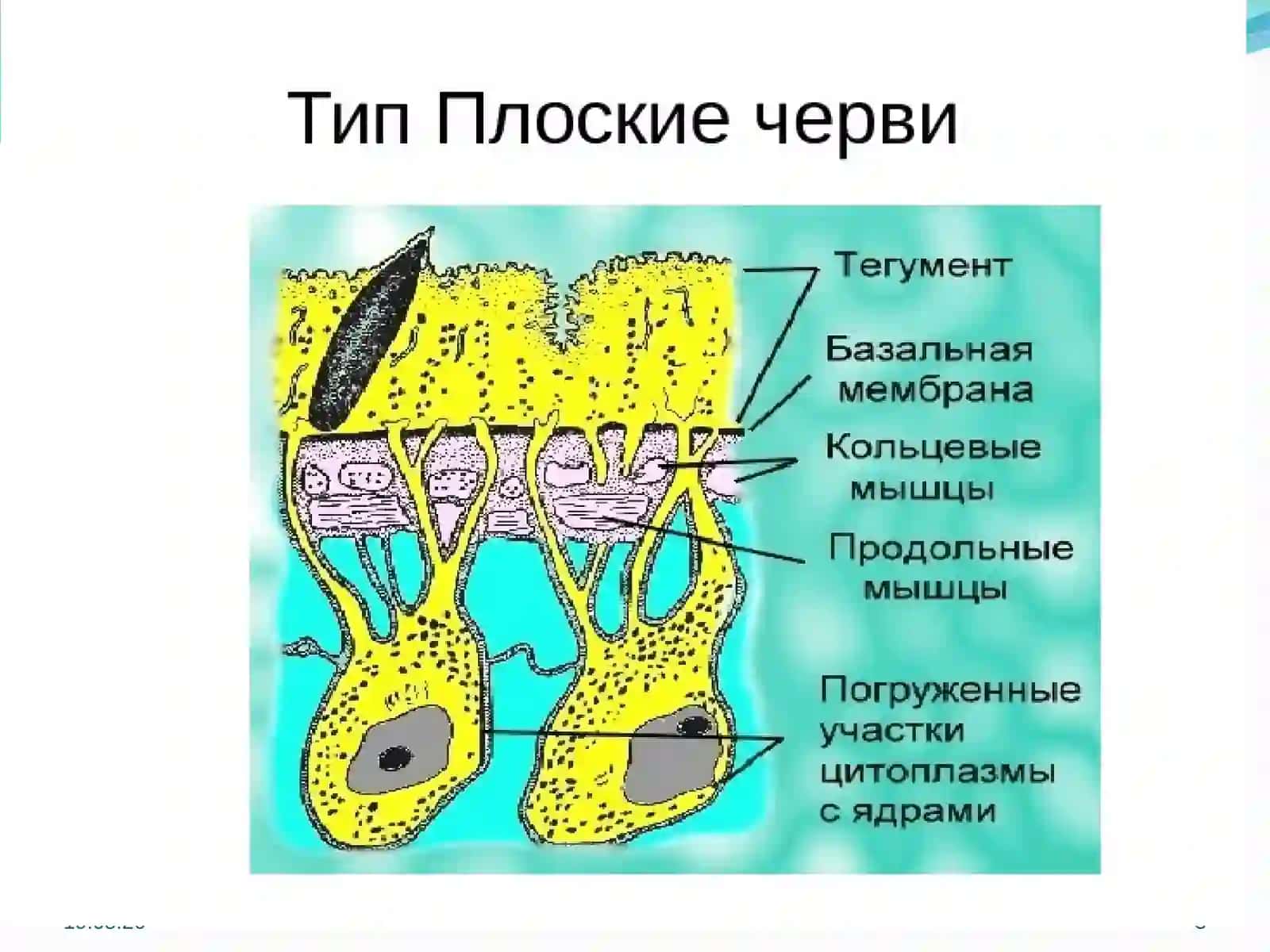Neodermata taksoni 3