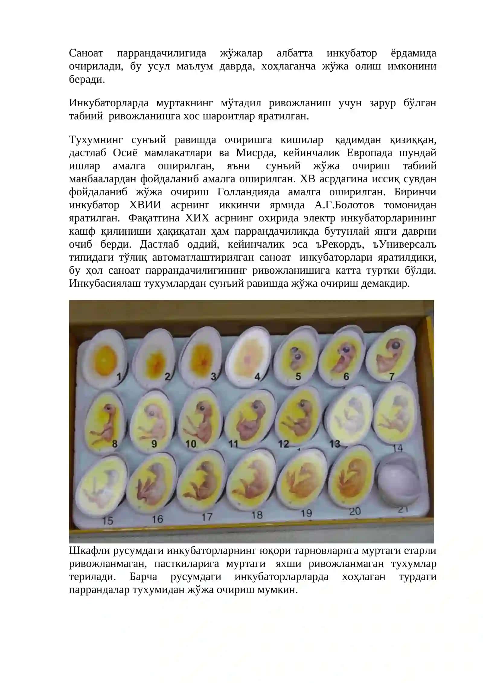 Тухум инкубацияси 3