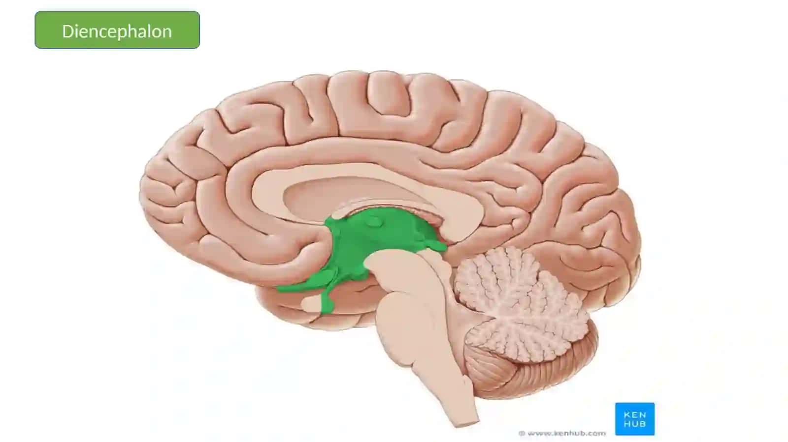 OraliqMiyaAnatomoyasi 3