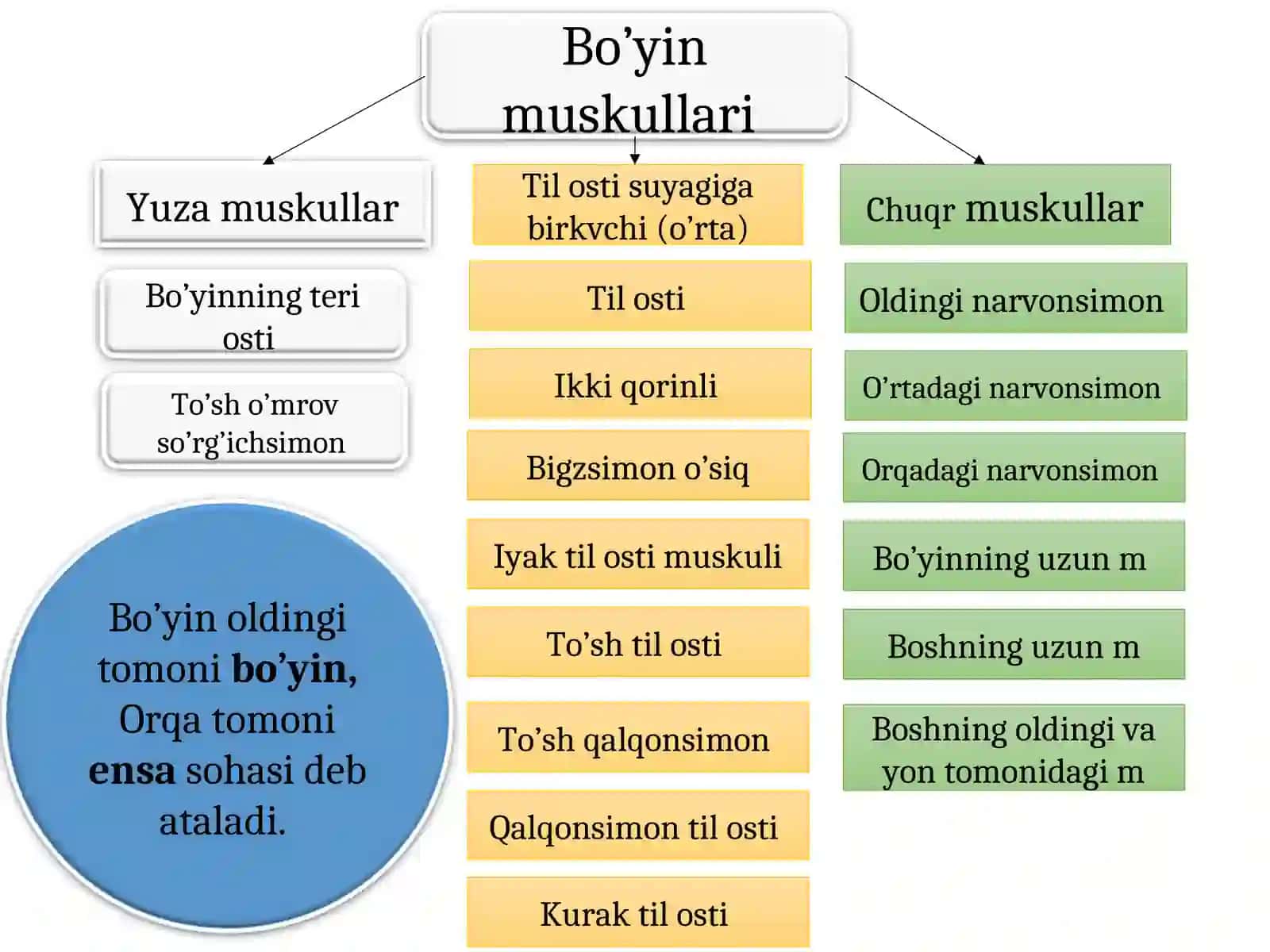 Bosh va bo’yin muskullari 3