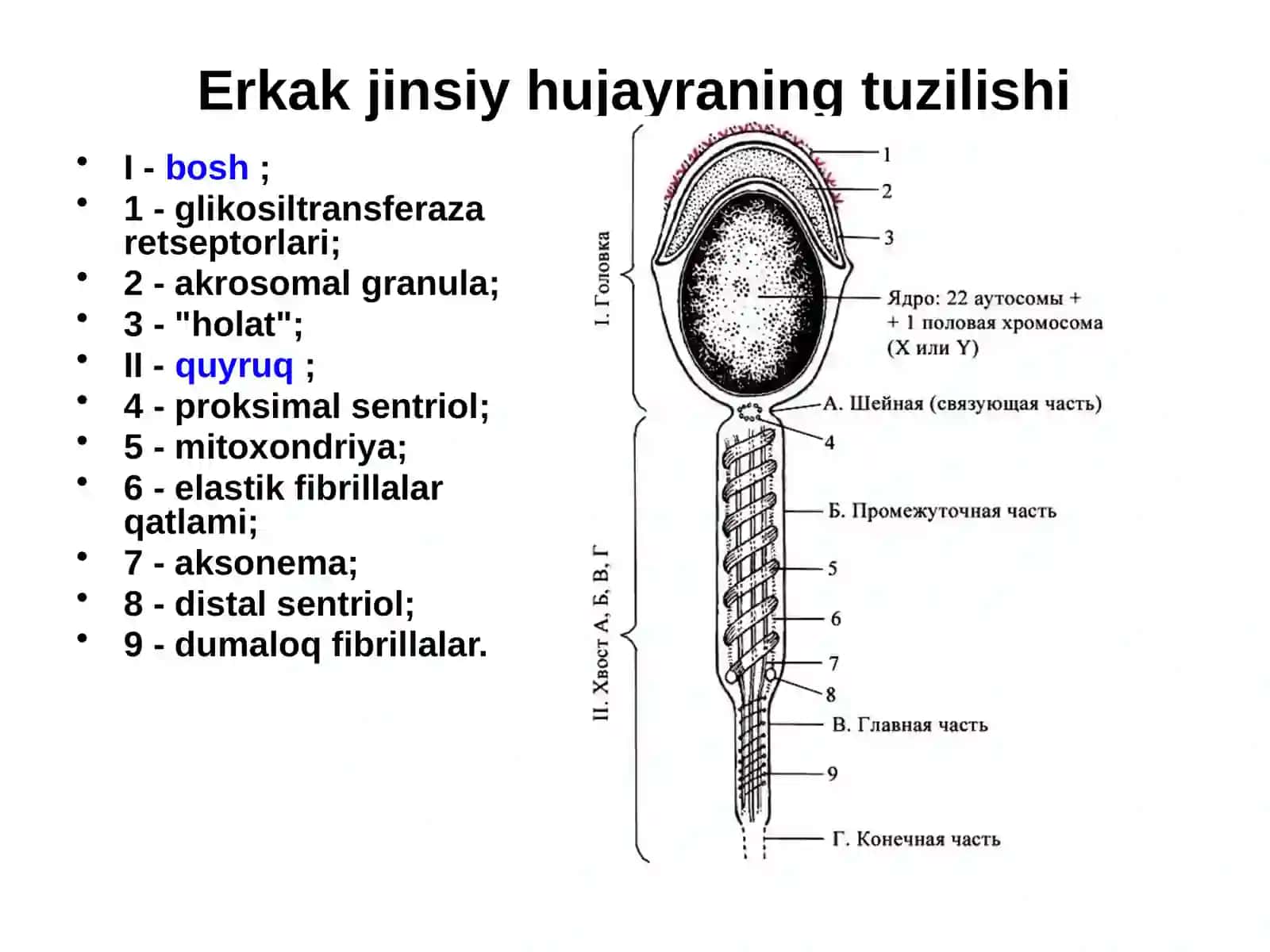 Ontogenez va Progenezning jarayonlari 3