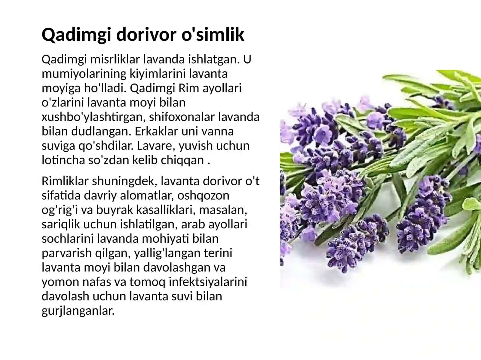 Lavanda o‘simligi xususiyatlari 3