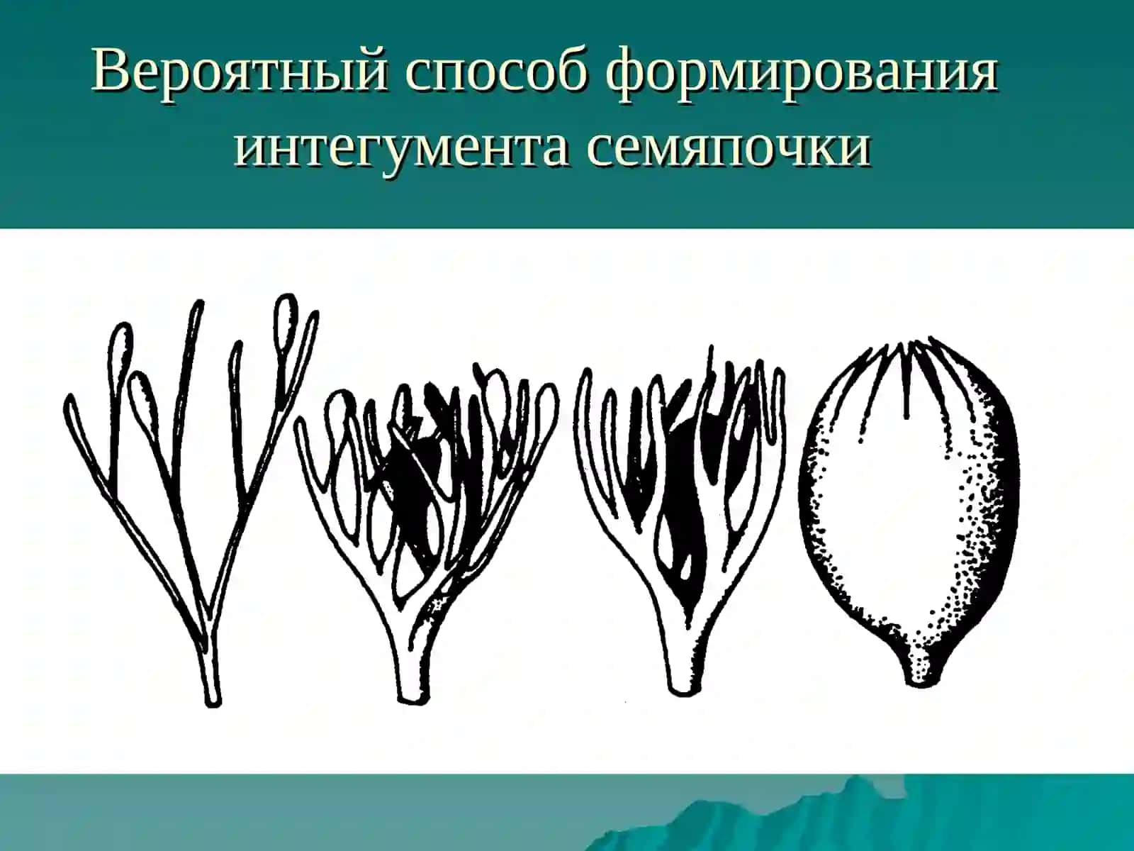 Животний цикл 3