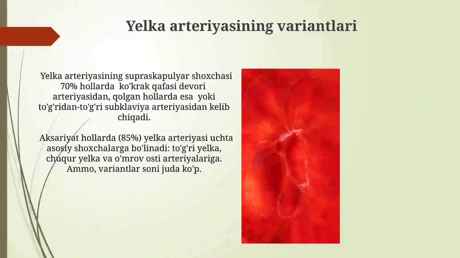 Oʻmrov osti va yelka sohalari arteriyalarining variant anatomiyasi 3