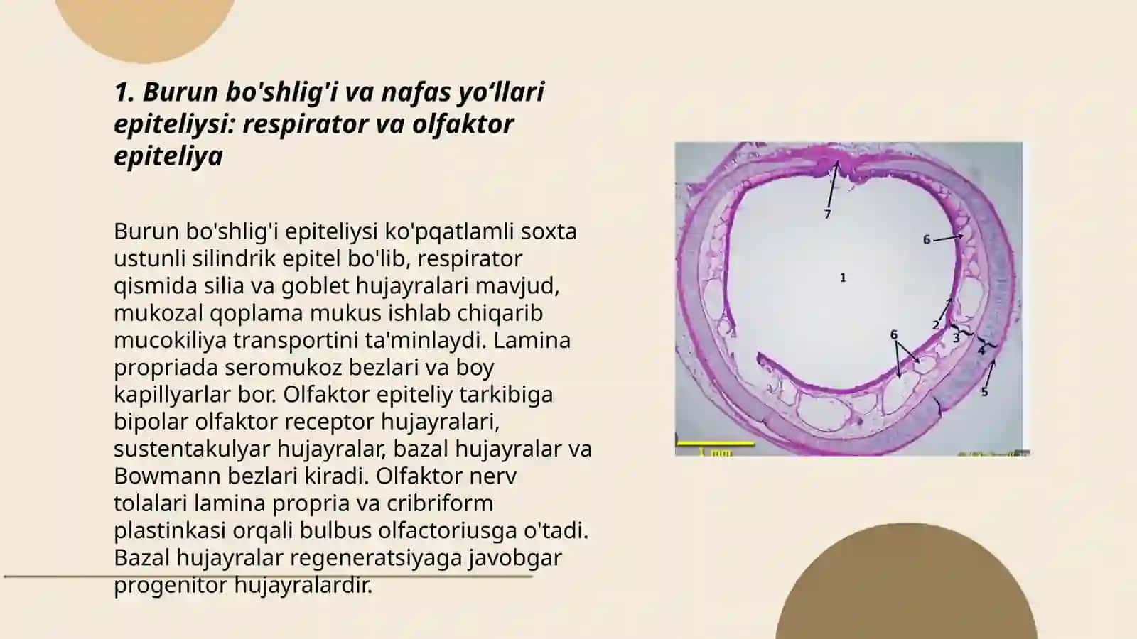 Nafas olish sistemasi gistalogiyasi 3