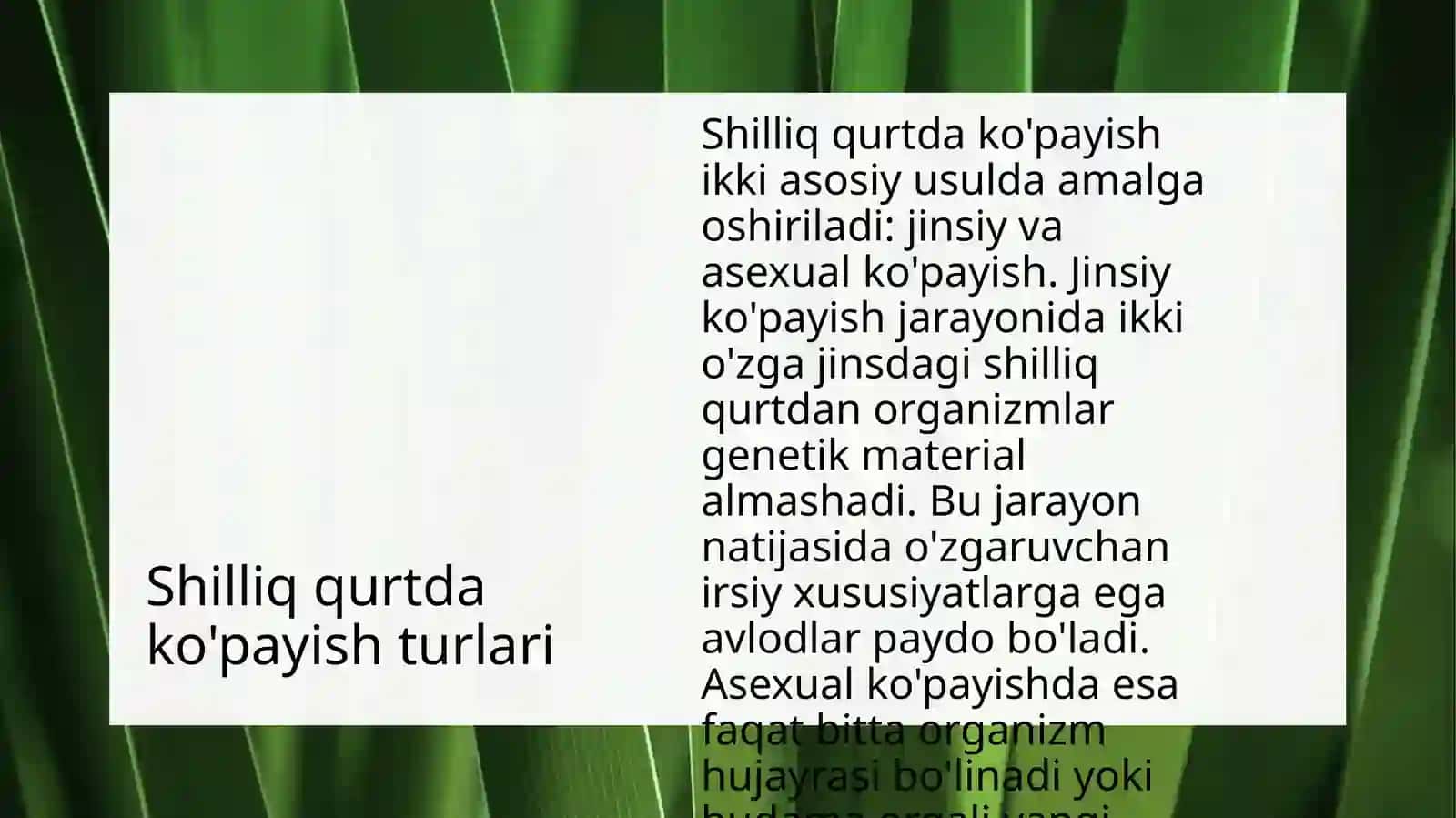 SHILLIQ QURTLAR KO'PAYISHI 3