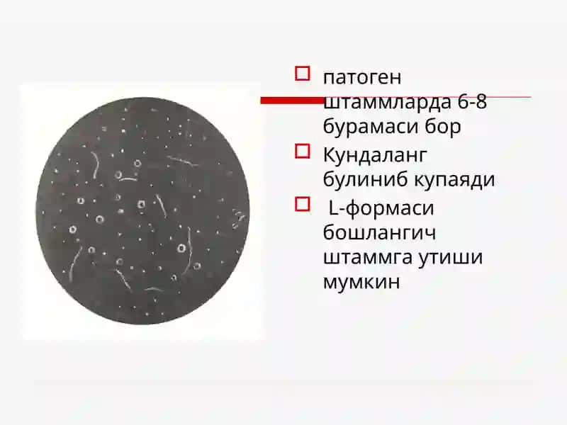Сифилис (Syphilis, lues) 3