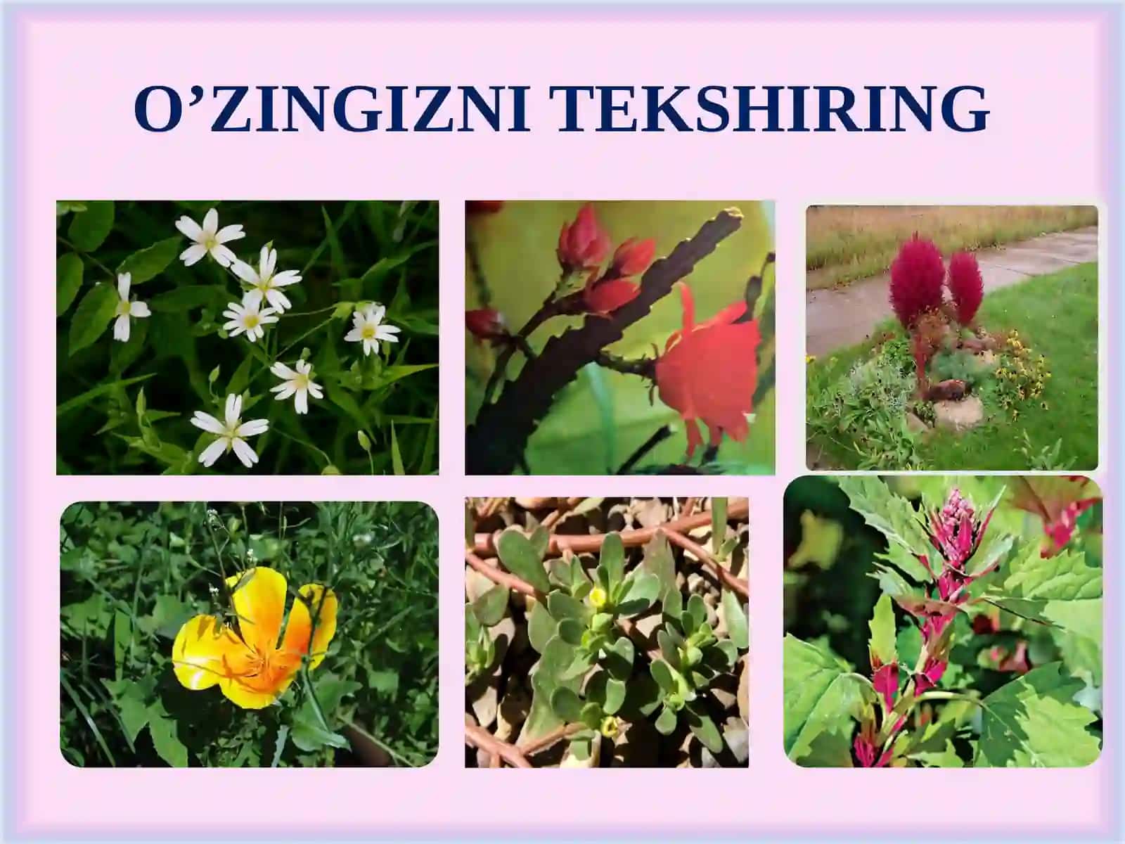 Chinnigulkabilar va chinniguldoshlar 3