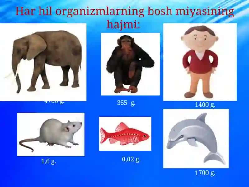 Boshmiyakattayarimsharlarivauningfunksiyalari 3