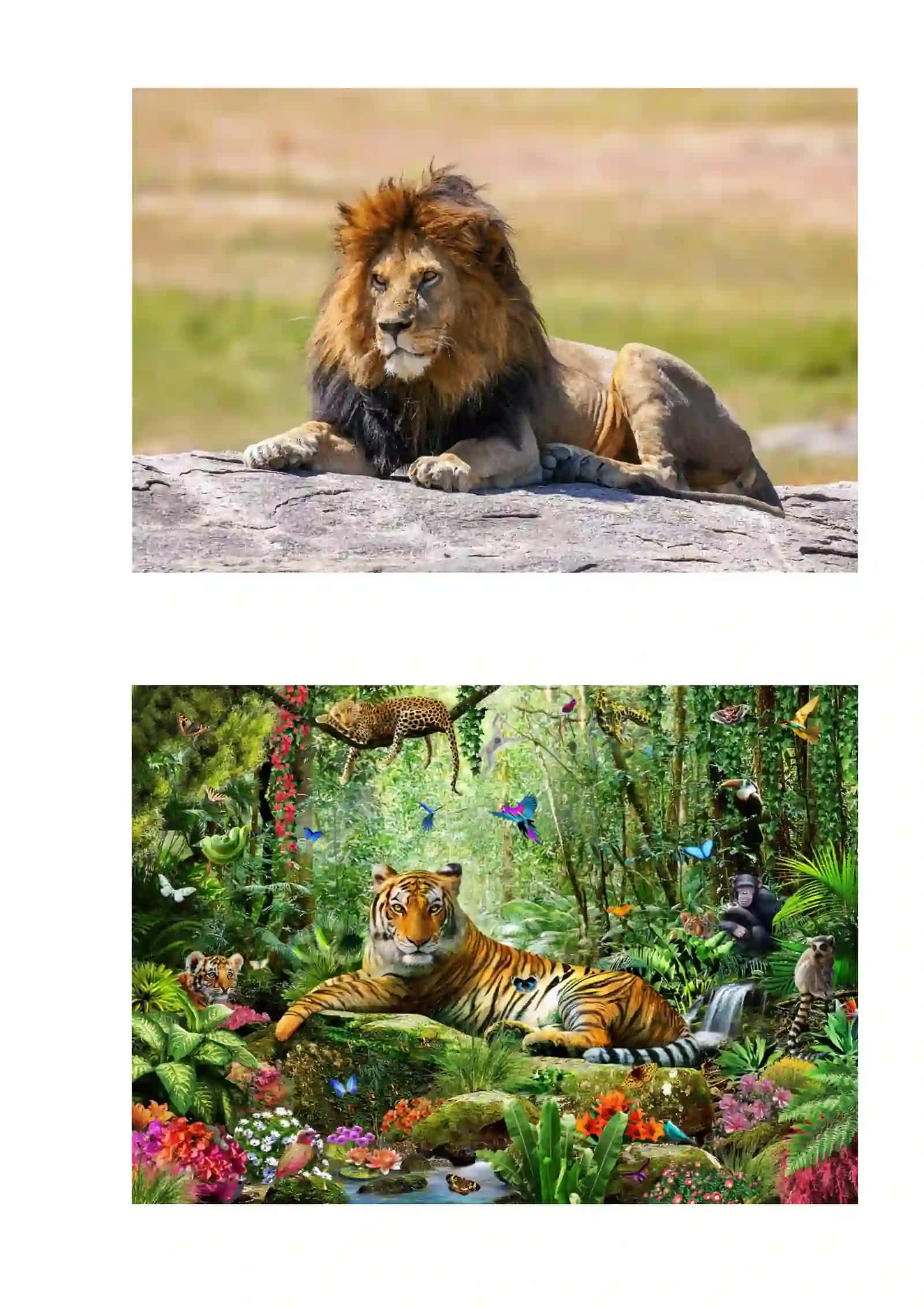 Animals (Wild and Domestic Animals) 3