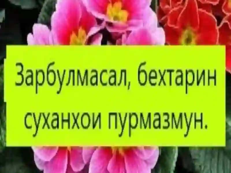 Зарбулмасалу мақолҳо 3