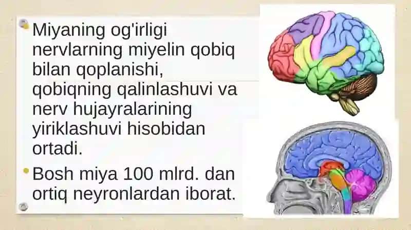 Boshmiyaningtuzilishivafunksiyasi 3