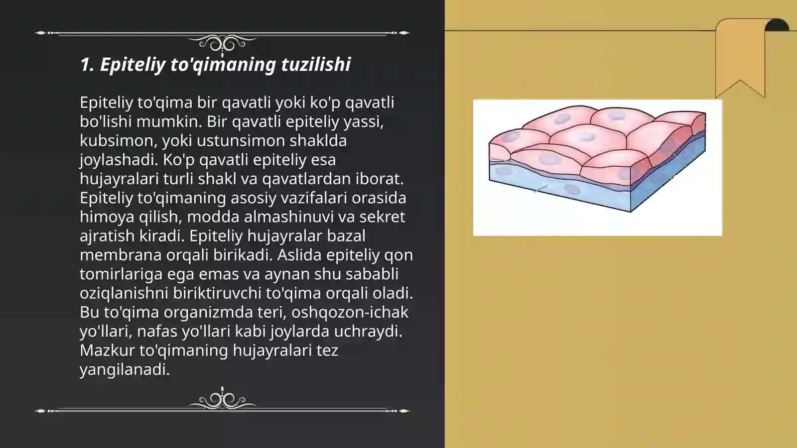 Epiteliy toqima 3
