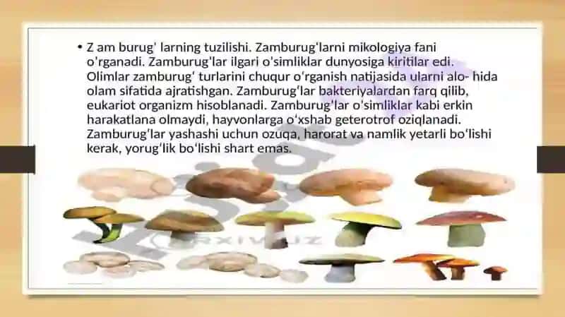 Zamburugʻlar dunyosi 3