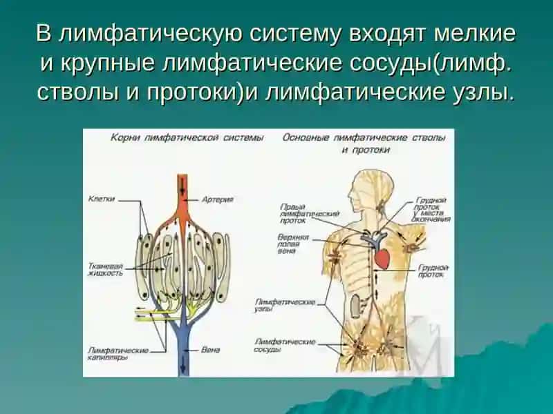 Лимфатическая система 3