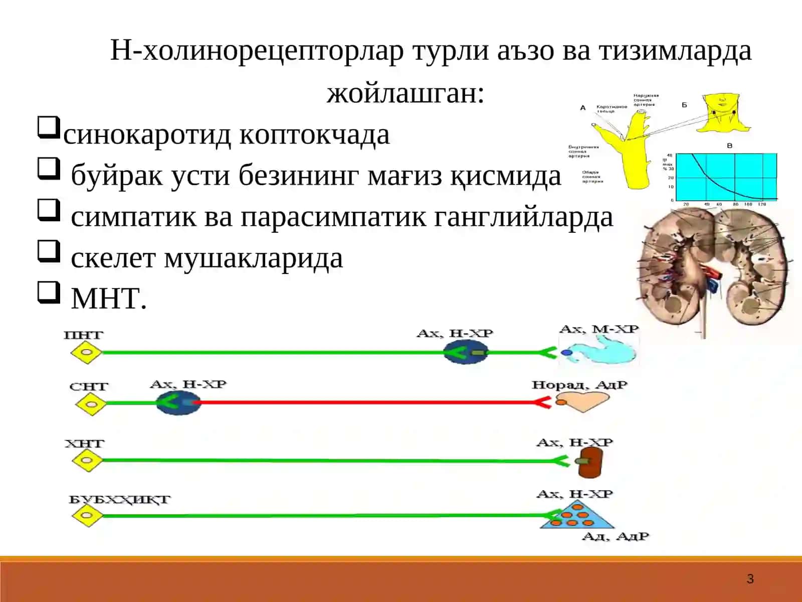 Н-ХОЛИНОРЕЦЕПТОРЛАРГАТАЪСИР ЭТУВЧИ ВОСИТАЛАР 3