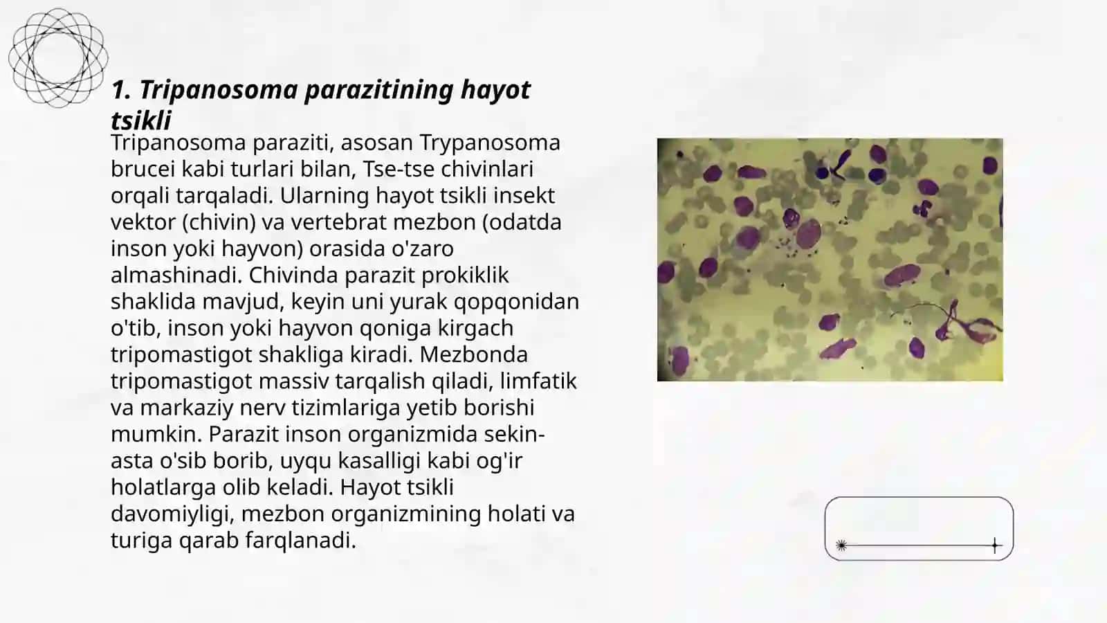 Tripanosoma 3
