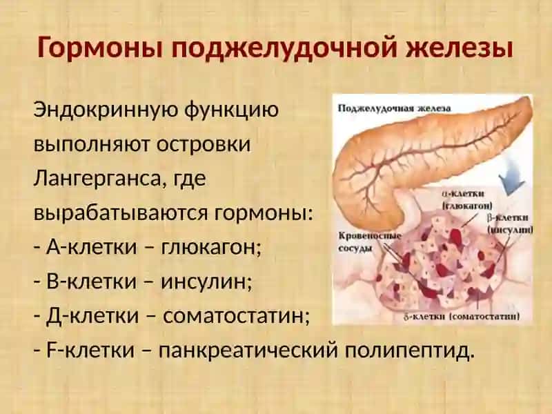 Гормоны периферических желез 3