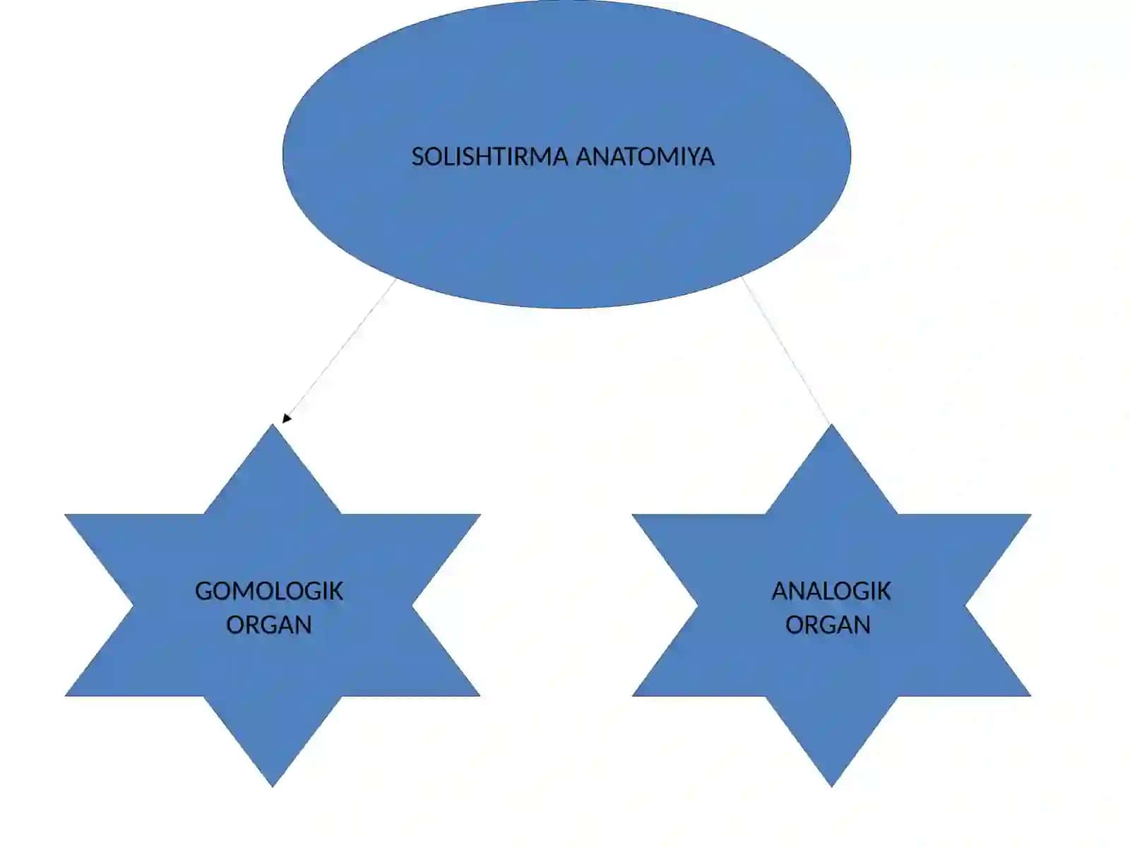Organlar sistemasining rivojlanishi 3