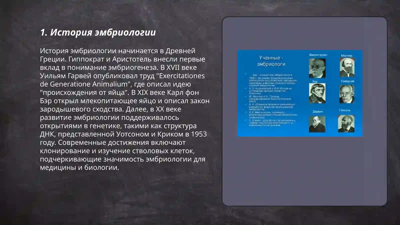 Основы эмбриологии человека 3
