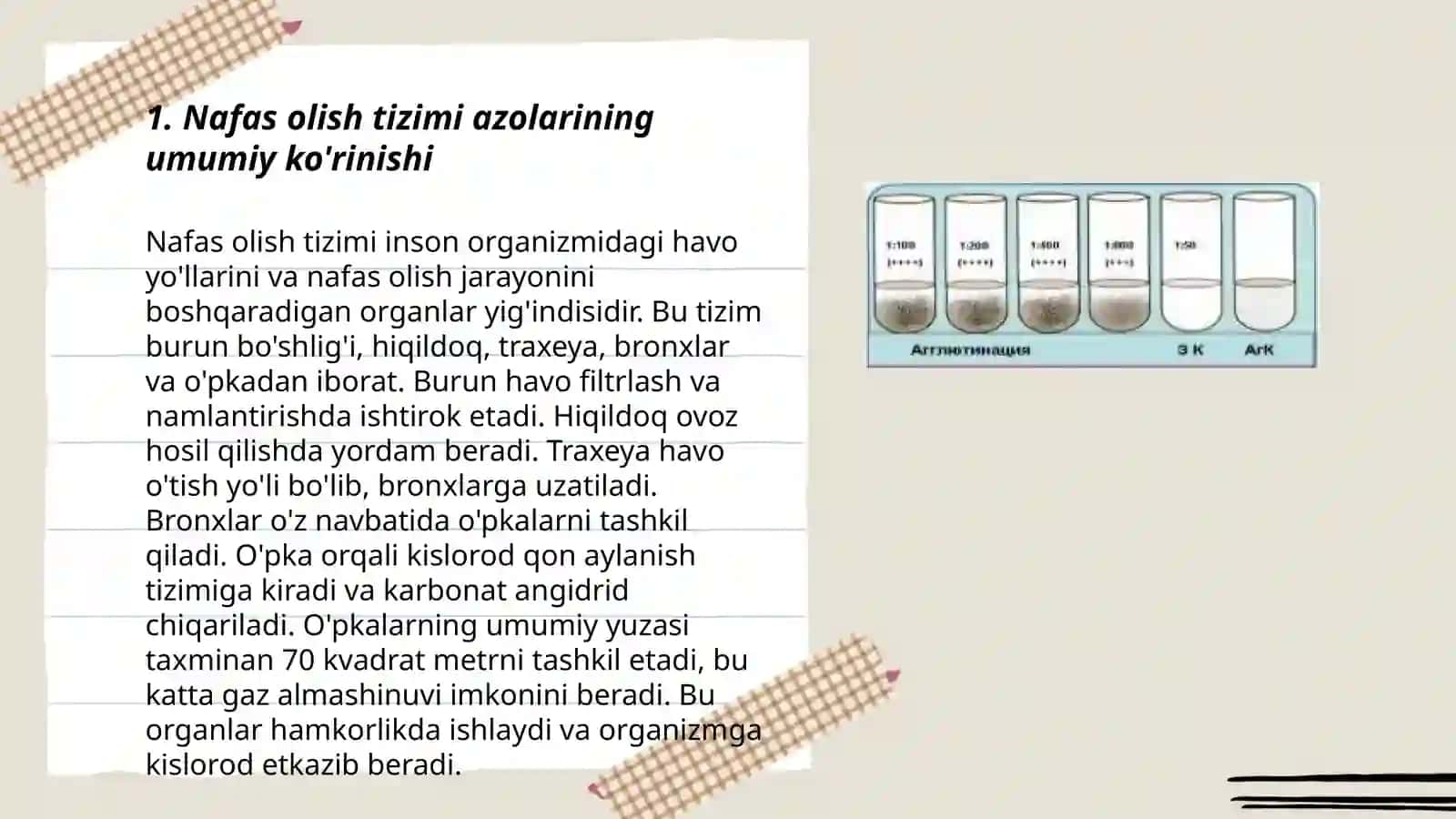 Nafas olish tizimi azolarning qiyosiy gistologik tavsifi 3
