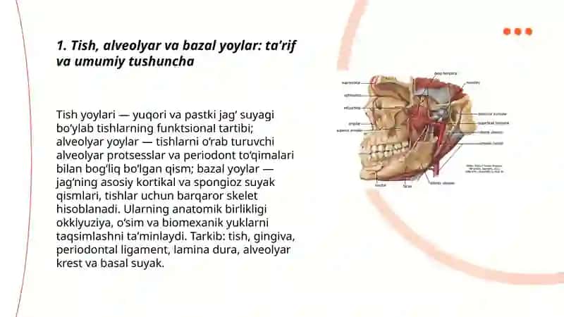 Tish, alveolyar va bazal yoylar haqida tushuncha 3