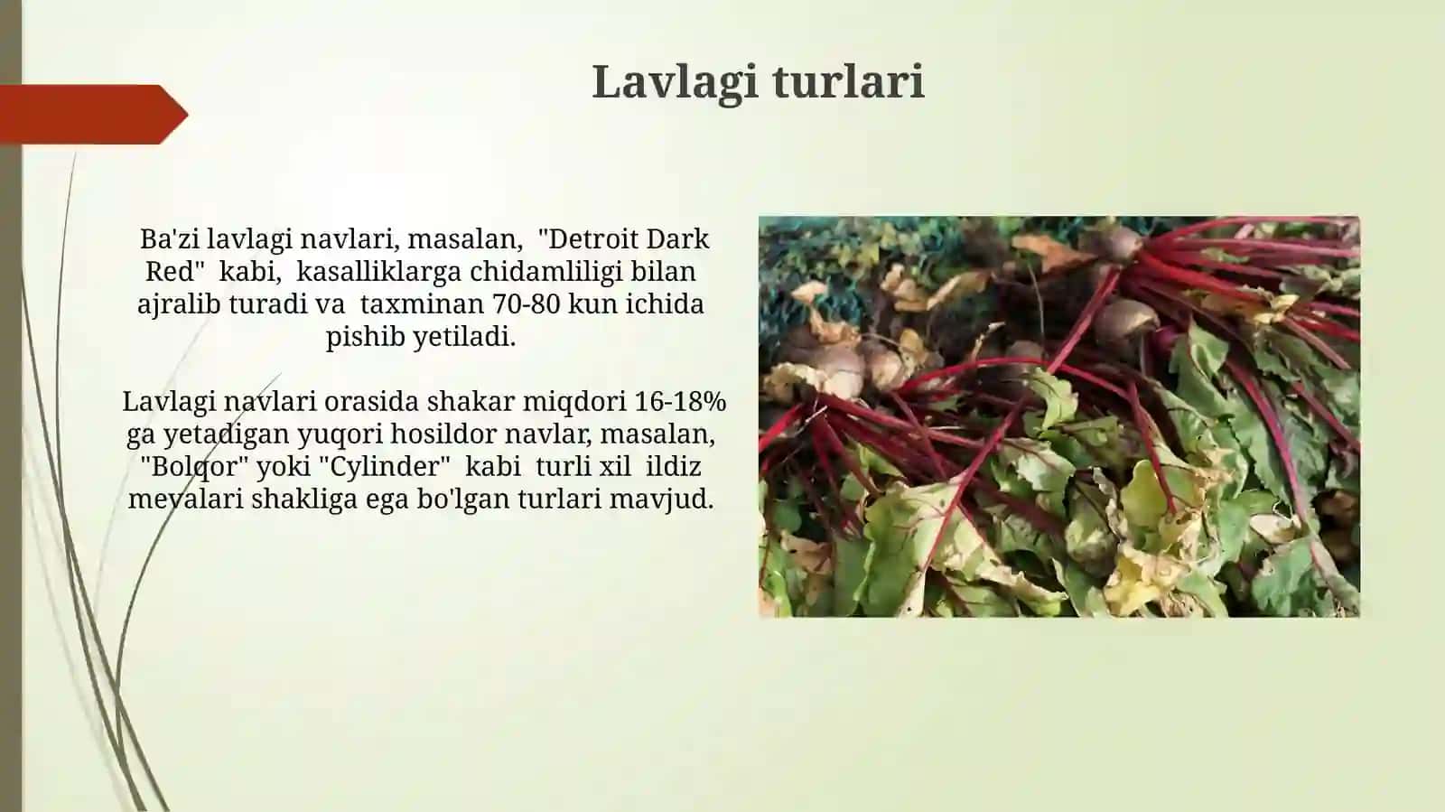 Lavlagi: Qo'llanilishi va Retseptlari 3