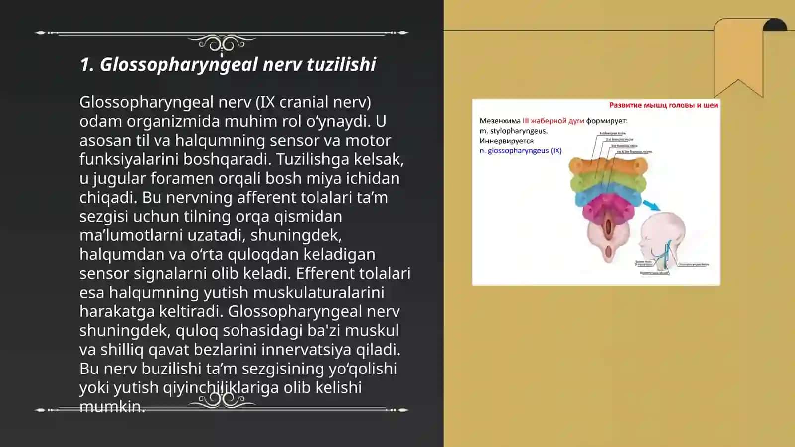 Glossopharyngeal nerv tuzilishi 3
