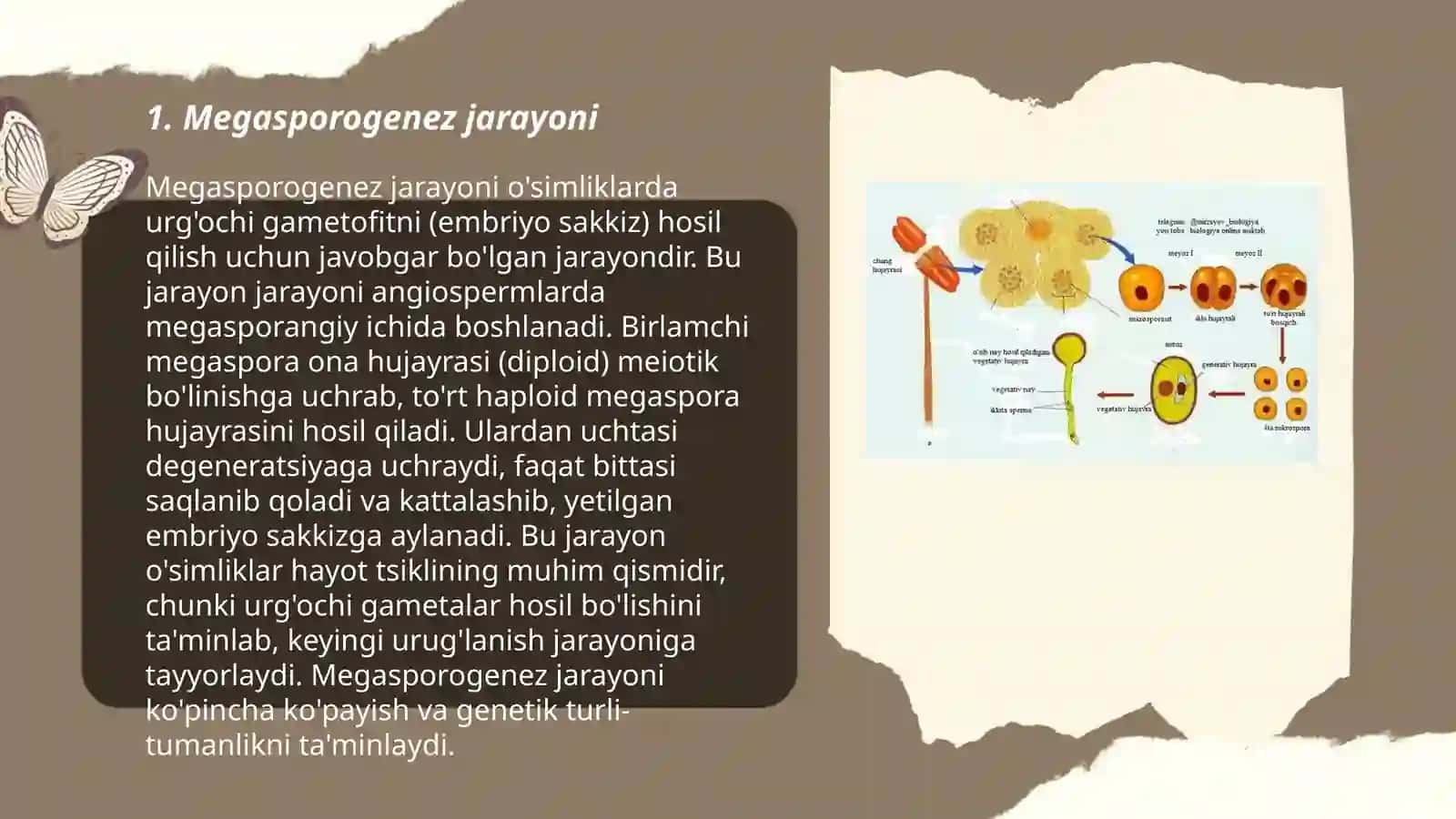 Megasporogenez 3