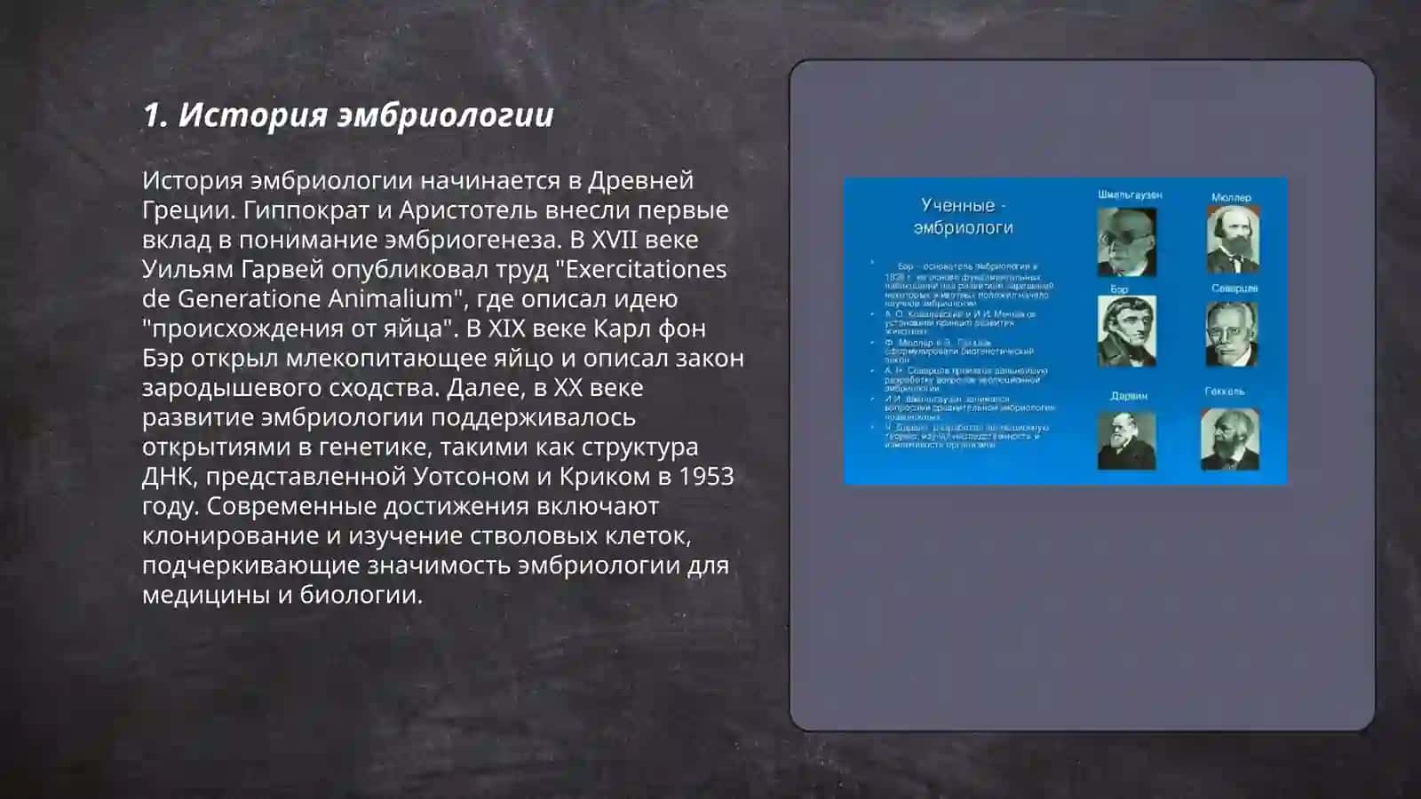Основы эмбриологии человека 3