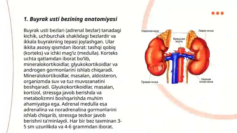 Buyrak usti bezi garmonlari 3