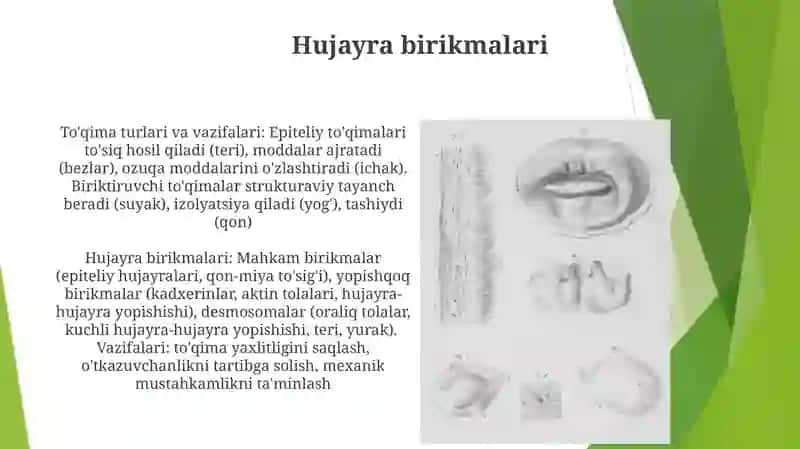 Hujayra birikmalari 3