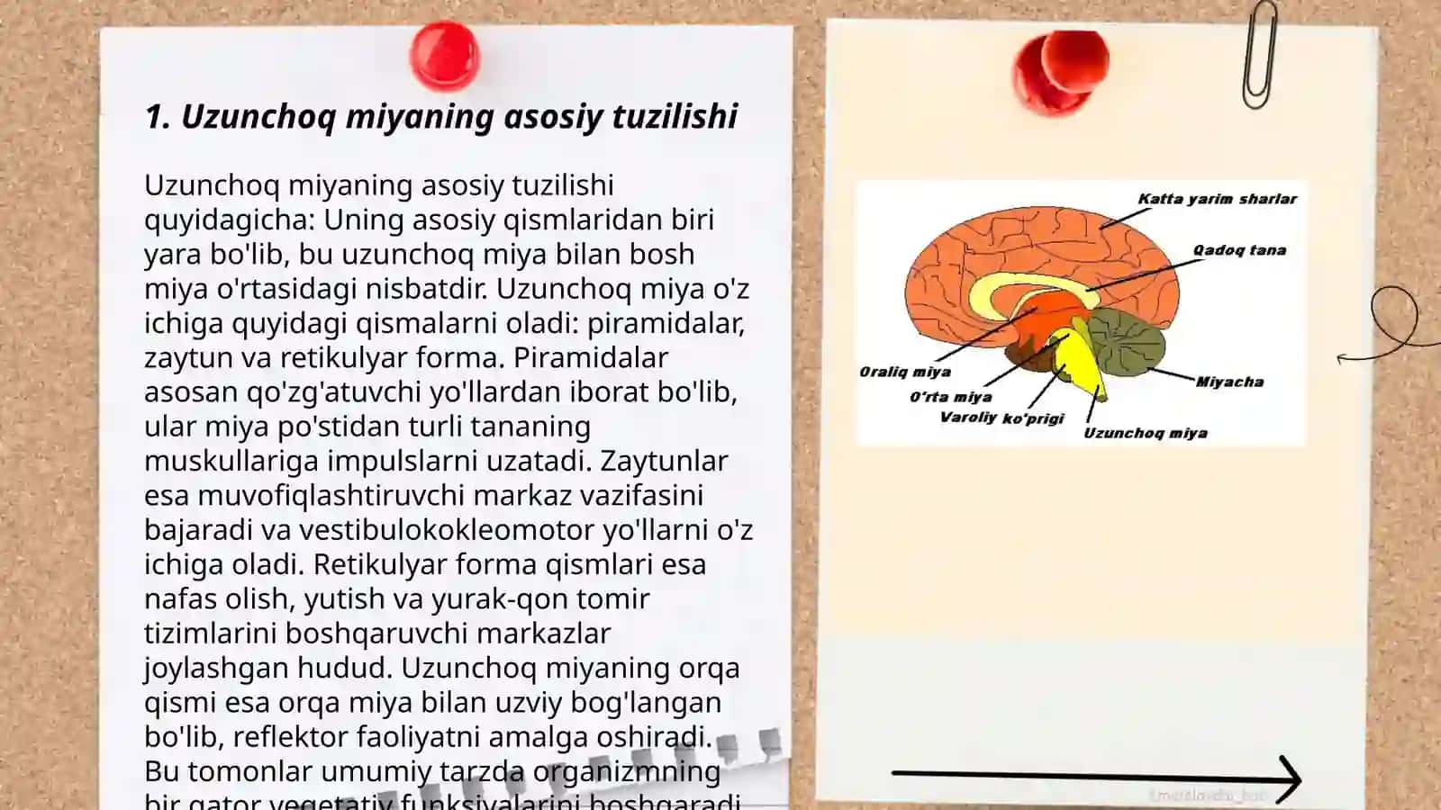 Uzunchoq miya anatomiyasi 3