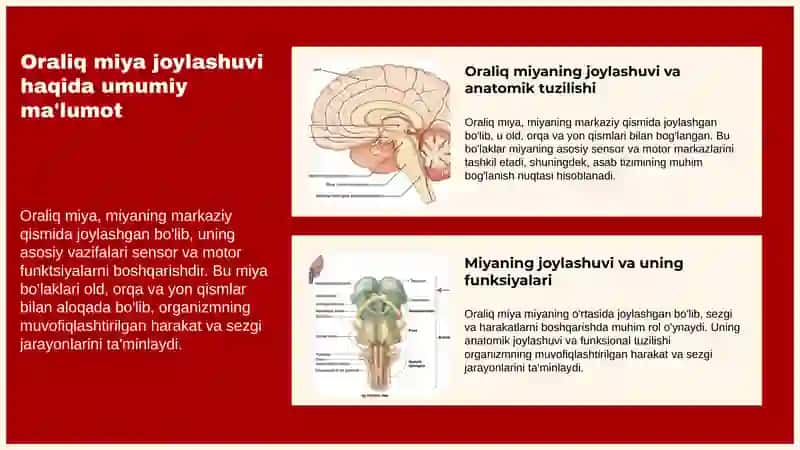 Oraliq miya va uni anatomik funksiyalari 3