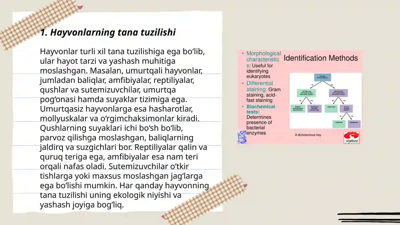 Hayvonlar morfologik xususiyatlari 3