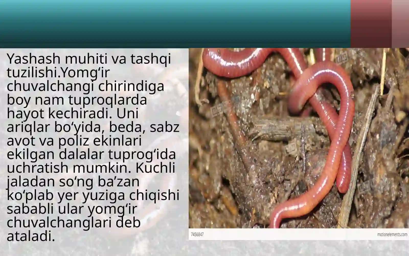 Yomg‘ir  chuvalchangining tashqi  tuzilishi 3