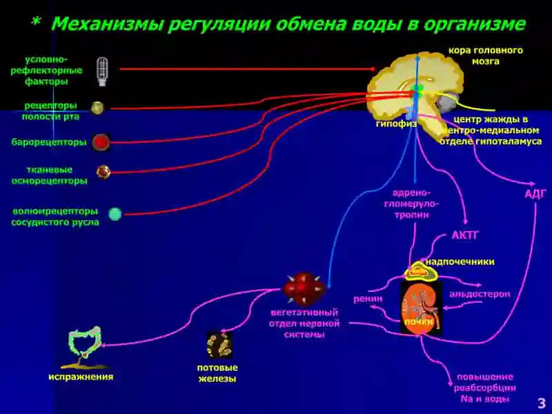 Патофизиология водно-солевого обмена 3